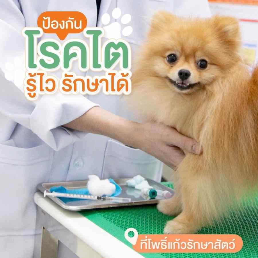 ป้องกันโรคไตในหมาแมว รู้ไว รักษาได้