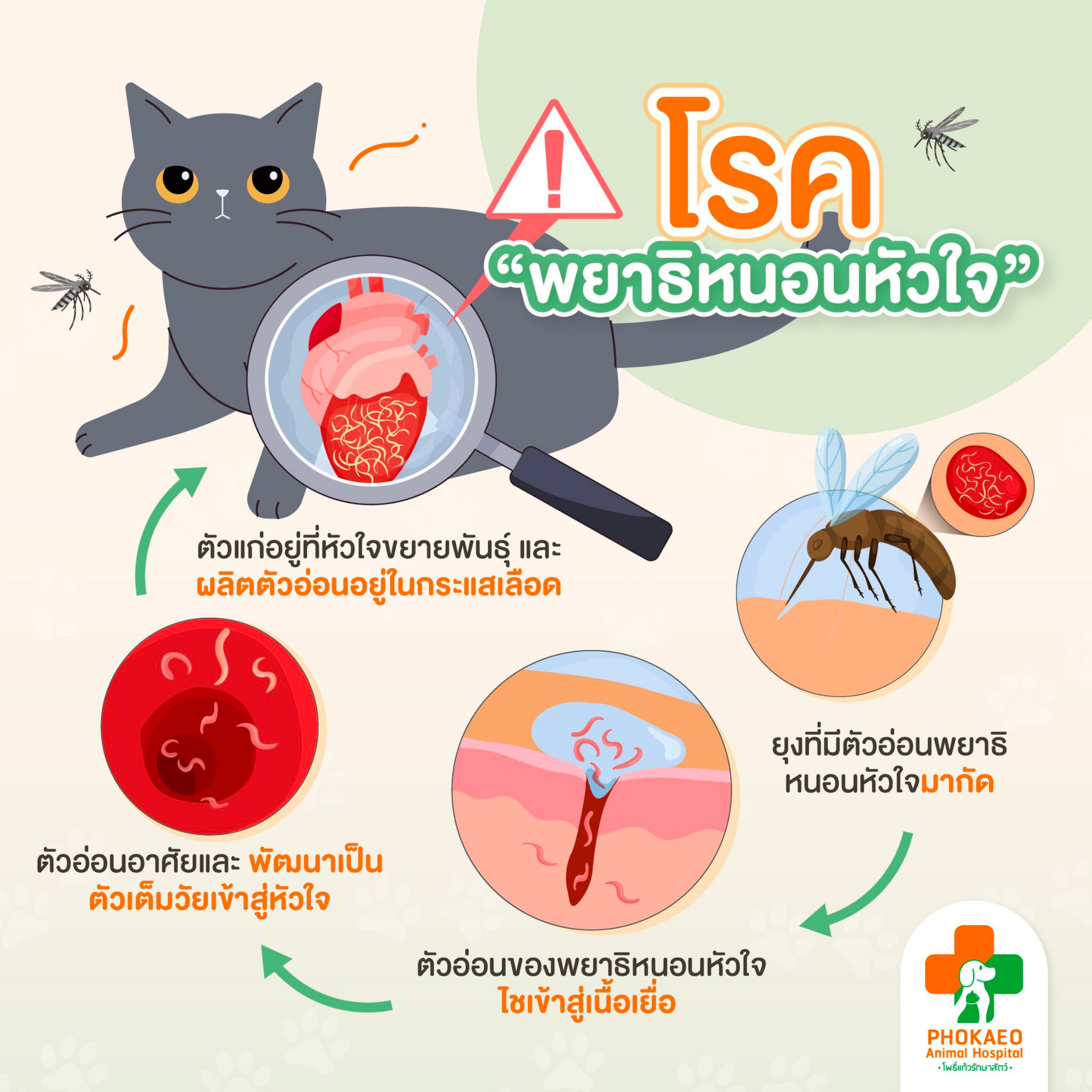 โรคพยาธิหนอนหัวใจในสัตว์เลี้ยงหมาแมว เกิดจากอะไรได้บ้าง?