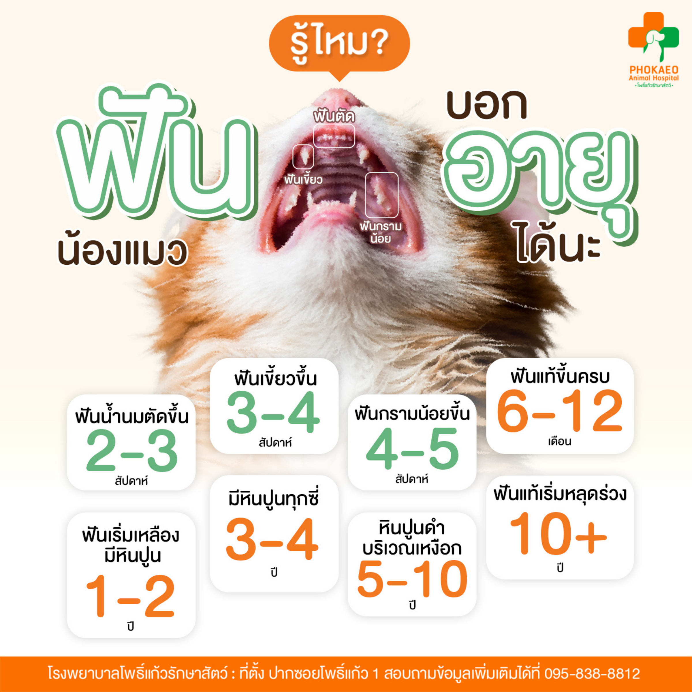 รู้ไหมฟันบอกอายุน้องแมวได้นะ