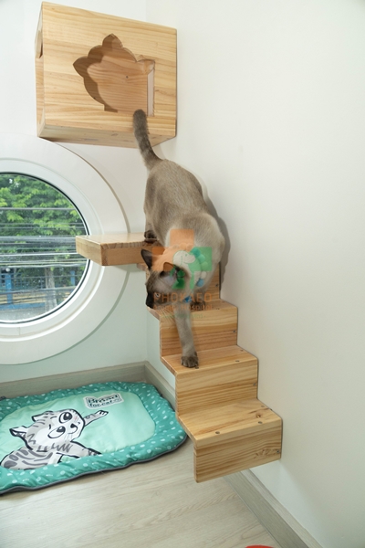โรงแรมแมว cat hotel รับฝากเลี้ยงสัตว์ โรงพยาบาสสัตว์ รพส โพธิ์แก้วรักษาสัตว์ รักษาสัตว์บางกะปิ โรงพยาลสัตว์บางกะปิ