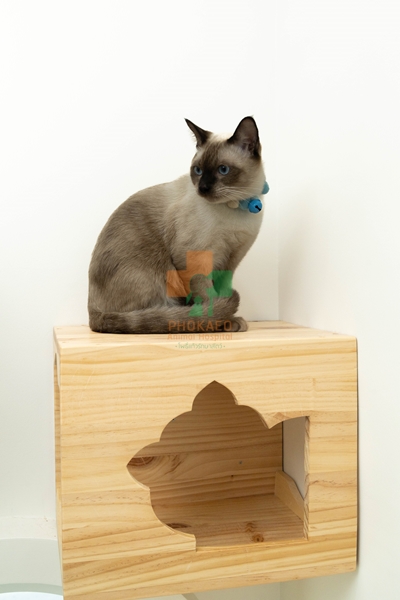โรงแรมแมว cat hotel รับฝากเลี้ยงสัตว์ โรงพยาบาสสัตว์ รพส โพธิ์แก้วรักษาสัตว์ รักษาสัตว์บางกะปิ โรงพยาลสัตว์บางกะปิ
