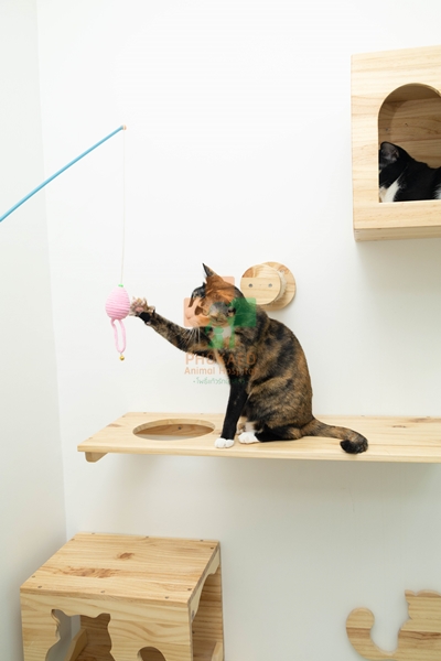 โรงแรมแมว cat hotel รับฝากเลี้ยงสัตว์ โรงพยาบาสสัตว์ รพส โพธิ์แก้วรักษาสัตว์ รักษาสัตว์บางกะปิ โรงพยาลสัตว์บางกะปิ