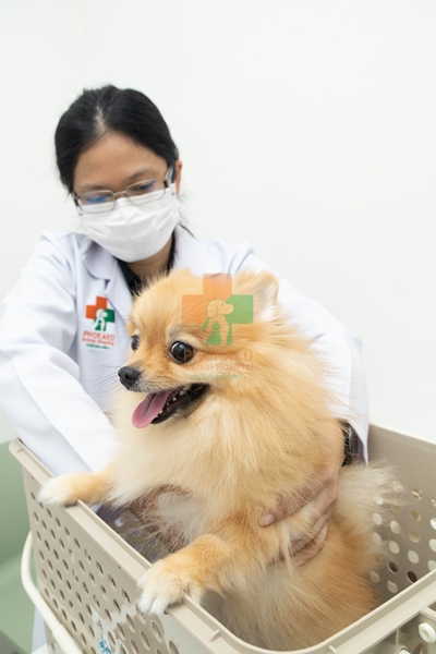 แผนกอายุรกรรม ตรวจโรคทั่วไปของสัตว์เลี้ยง โรงพยาบาสสัตว์ รพส โพธิ์แก้วรักษาสัตว์ รักษาสัตว์บางกะปิ โรงพยาลสัตว์บางกะปิ