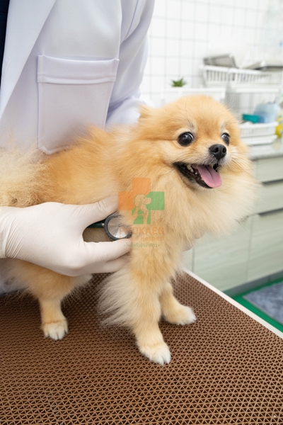 แผนกอายุรกรรม ตรวจโรคทั่วไปของสัตว์เลี้ยง โรงพยาบาสสัตว์ รพส โพธิ์แก้วรักษาสัตว์ รักษาสัตว์บางกะปิ โรงพยาลสัตว์บางกะปิ