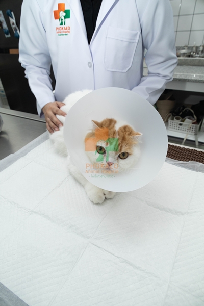 แผนกอายุรกรรม ตรวจโรคทั่วไปของสัตว์เลี้ยง โรงพยาบาสสัตว์ รพส โพธิ์แก้วรักษาสัตว์ รักษาสัตว์บางกะปิ โรงพยาลสัตว์บางกะปิ