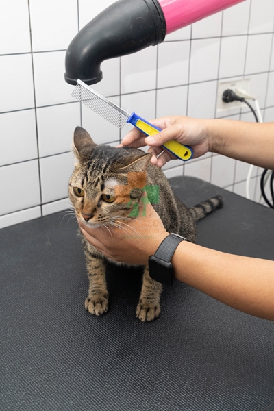 groomingสัตว์เลี้ยง อาบน้ำตัดขนแมว หมา โรงพยาบาสสัตว์ รพส โพธิ์แก้วรักษาสัตว์ รักษาสัตว์บางกะปิ โรงพยาลสัตว์บางกะปิ