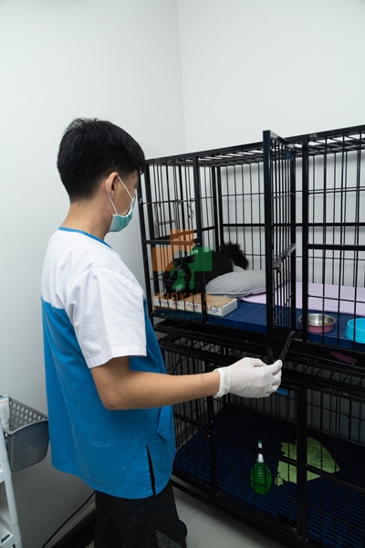 ดูแลหลังผ่าตัดสัตว์เลี้ยง ห้องผ่าตัดสัตว์เลี้ยง โรงพยาบาสสัตว์ รพส โพธิ์แก้วรักษาสัตว์ รักษาสัตว์บางกะปิ โรงพยาลสัตว์บางกะปิ