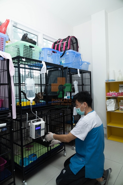 ดูแลหลังผ่าตัดสัตว์เลี้ยง ห้องผ่าตัดสัตว์เลี้ยง โรงพยาบาสสัตว์ รพส โพธิ์แก้วรักษาสัตว์ รักษาสัตว์บางกะปิ โรงพยาลสัตว์บางกะปิ