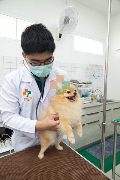 คลินิกศัลยกรรมเนื้อเยื่ออ่อนและกระดูกสัตว์เลี้ยง โรงพยาบาสสัตว์ รพส โพธิ์แก้วรักษาสัตว์ รักษาสัตว์บางกะปิ โรงพยาลสัตว์บางกะปิ