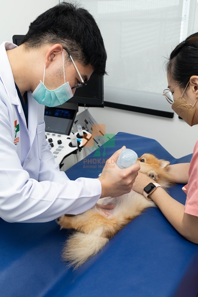 คลินิกศัลยกรรมเนื้อเยื่ออ่อนและกระดูกสัตว์เลี้ยง โรงพยาบาสสัตว์ รพส โพธิ์แก้วรักษาสัตว์ รักษาสัตว์บางกะปิ โรงพยาลสัตว์บางกะปิ