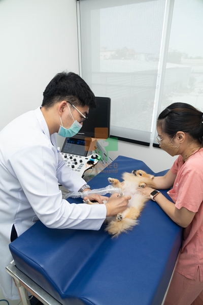 Ultrasound อัลตราซาวด์ สัตว์เลี้ยง โรงพยาบาสสัตว์ รพส โพธิ์แก้วรักษาสัตว์ รักษาสัตว์บางกะปิ โรงพยาลสัตว์บางกะปิ