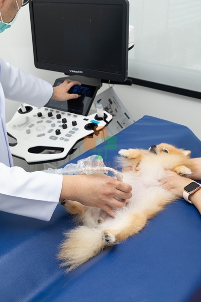 คลินิกศัลยกรรมเนื้อเยื่ออ่อนและกระดูกสัตว์เลี้ยง โรงพยาบาสสัตว์ รพส โพธิ์แก้วรักษาสัตว์ รักษาสัตว์บางกะปิ โรงพยาลสัตว์บางกะปิ