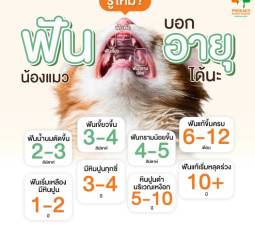 รู้ไหมฟันบอกอายุน้องแมวได้นะ