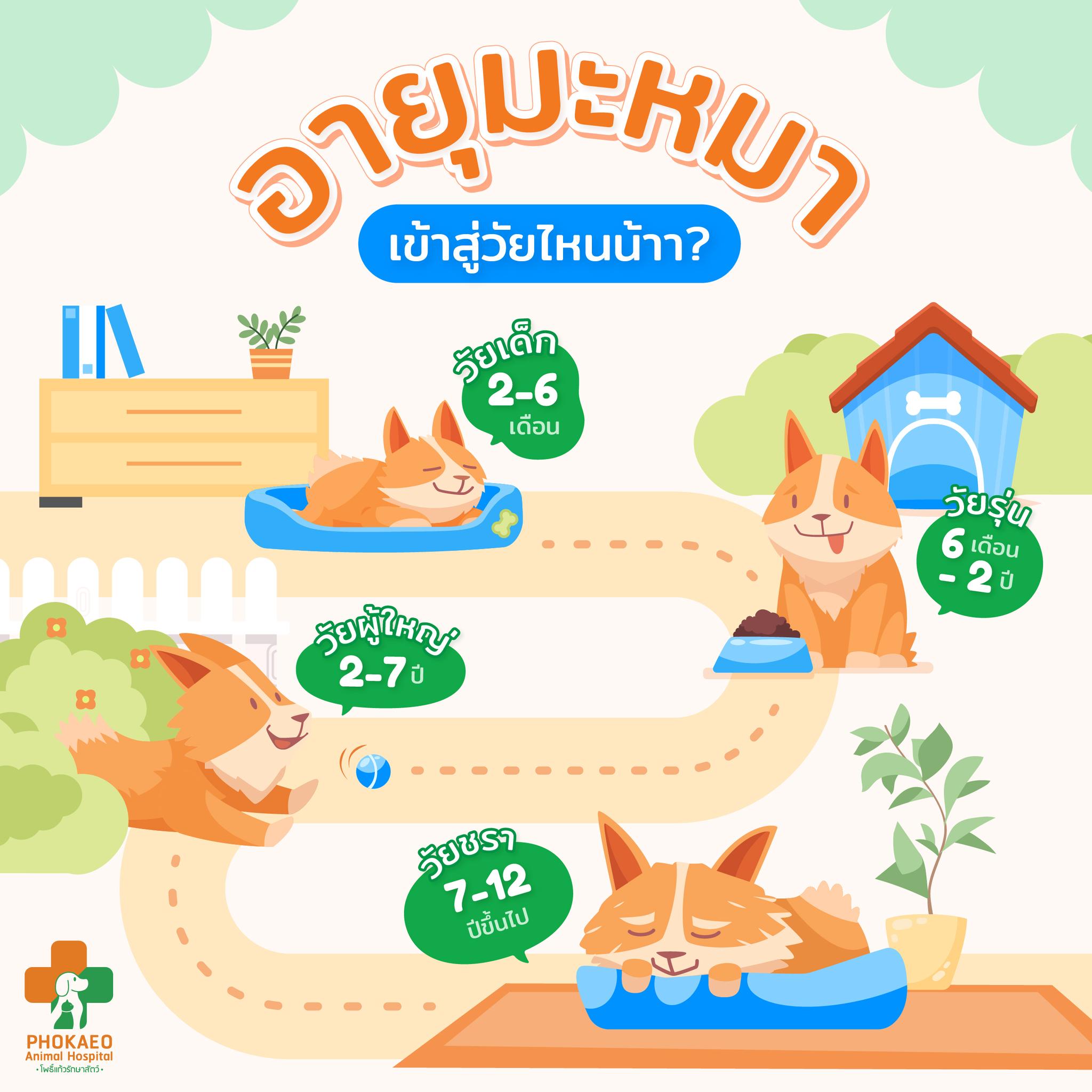 อายุมะหมาเข้าสู่วัยไหนน้าาา?